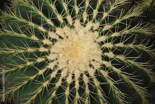 closeup of golden barrel cactus  top view  nature background