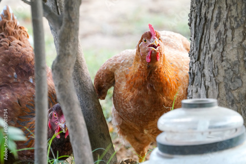 free-range chickens in the farm