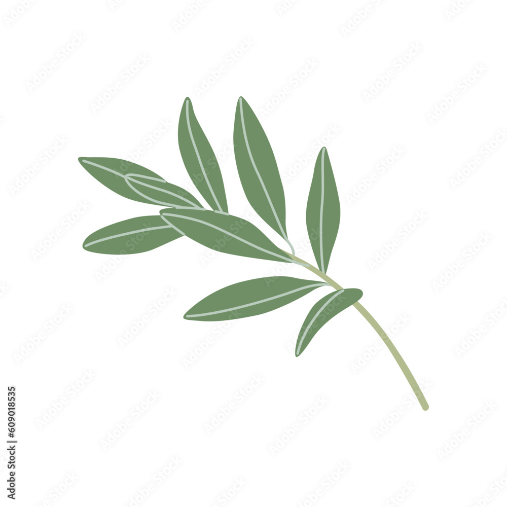 Simple Olive Sprig with Leaves