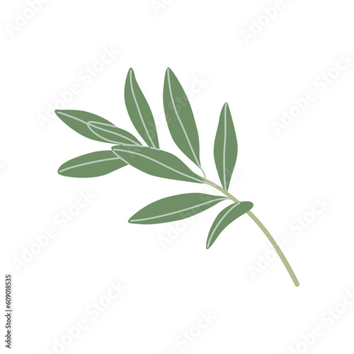 Simple Olive Sprig with Leaves