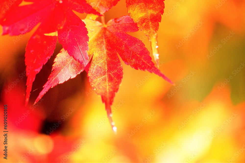 美しく可愛く艶やかなもみじ