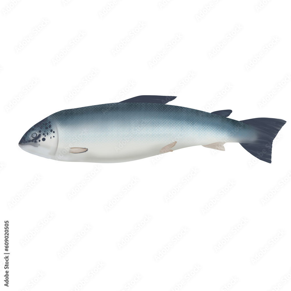 Salmon fish isolated on white background Salmon fish isolated on white background
