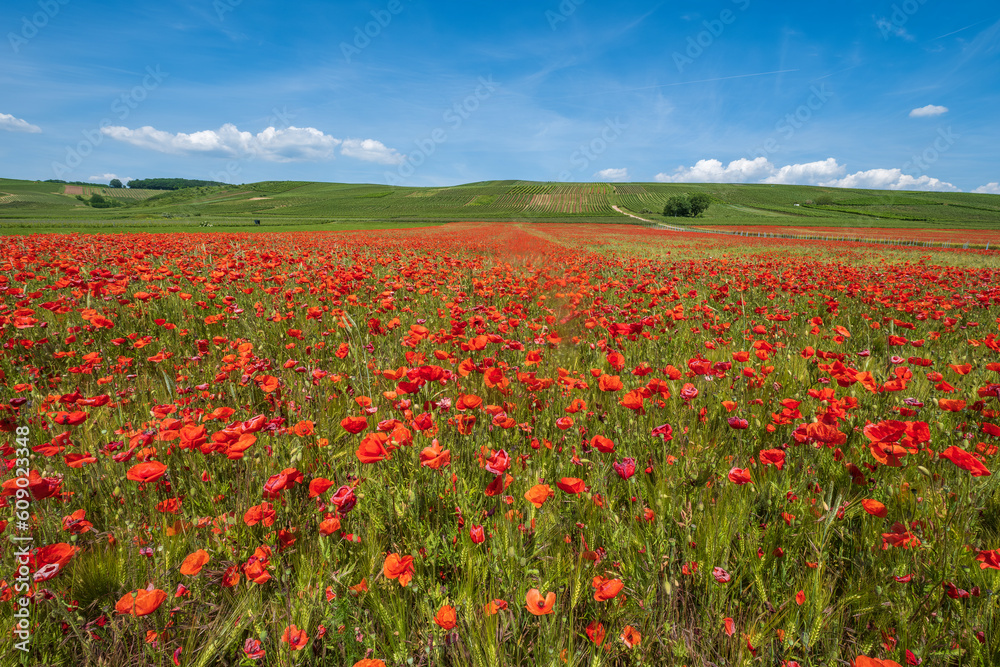 A field of red poppies in bloom under a white-blue sky with vineyards in the background in the Guldenbach valley/Germany in Rhineland-Palatinate