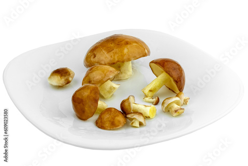 golden mushrooms, fresh, picked in a pine forest, cleaned and soaked in a bowl of water