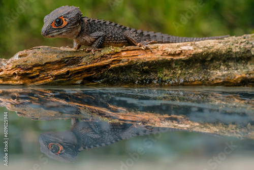 Red-Eyed Crocodile Skink Tribolonotus gracilis