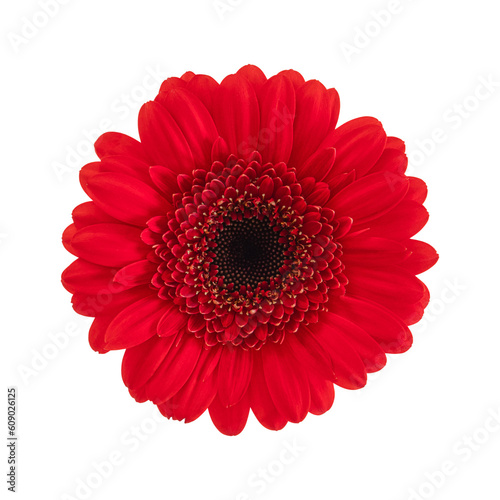 Red gerbera flower isolated on a transparent png background. Stock photo