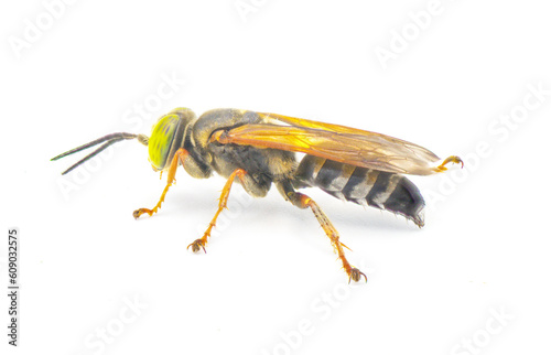 Tachytes aurulentus - green eye sand loving wasp. Tachytes is a genus of predatory, solitary wasps and a species of square headed wasp in the family Crabronidae. Isolated on white background side view