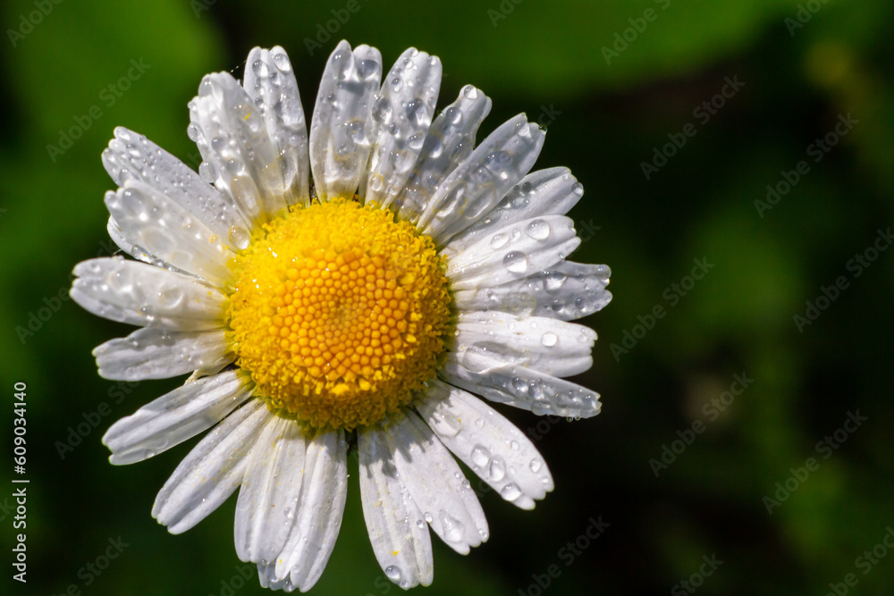 Obraz premium Wild daisy flowers growing on meadow, white chamomiles. Oxeye daisy, Leucanthemum vulgare, Daisies, Dox-eye, Common daisy, Dog daisy, Gardening concept