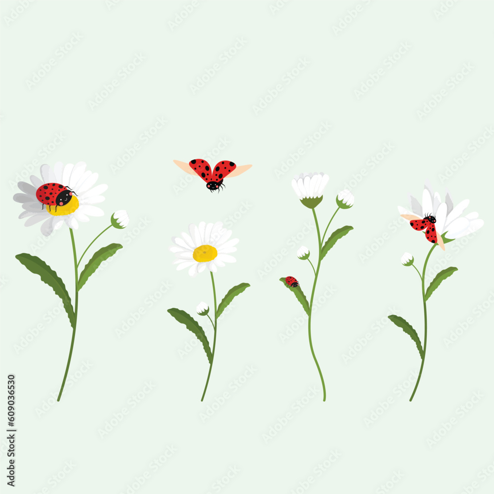 Set of daisies and beetles on a green background. Vector illustration.