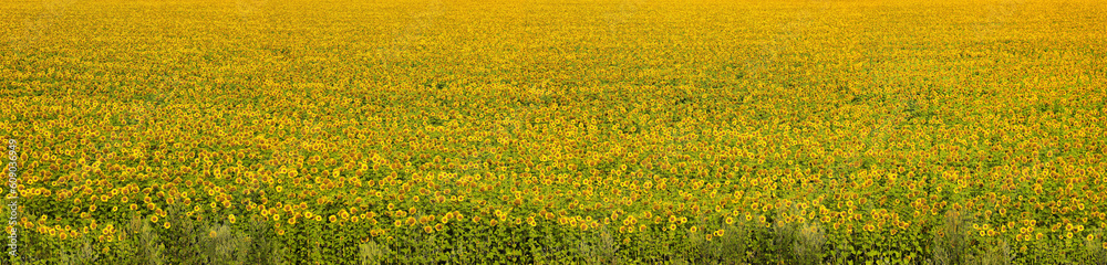 Wide agricultural sunflower field in sunlight top view. Summertime blooming field as summer background of sunflowers. Wide agricultural sunflower field in sunlight top view. Summertime blooming field as summer background of sunflowers.