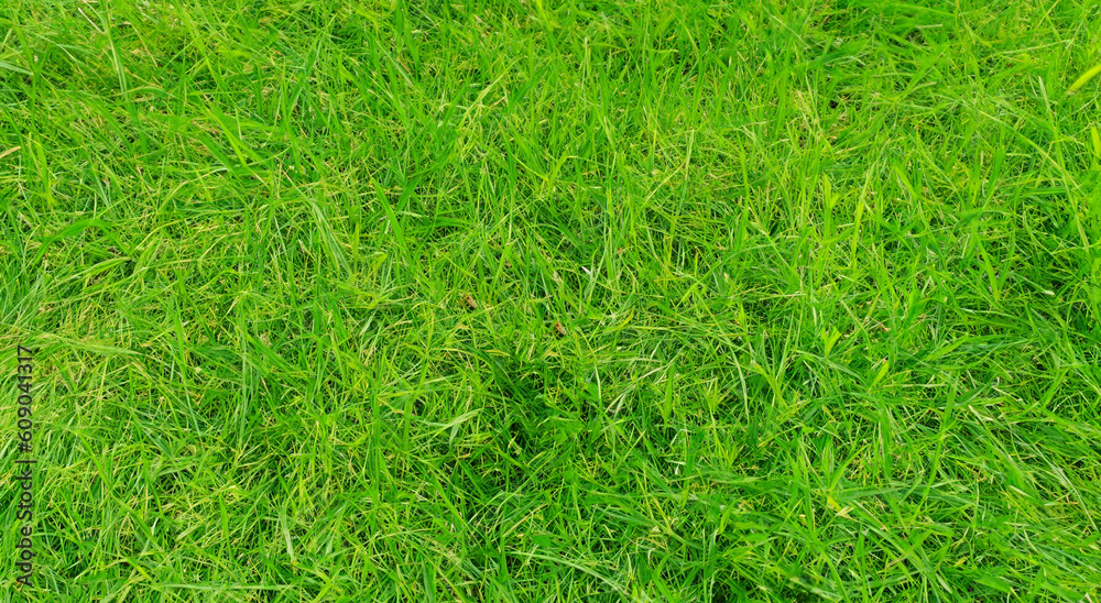 beautiful green grass meadow in the free field beautiful green grass meadow in the free field