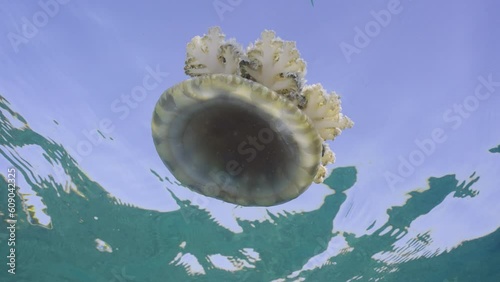 Close-up of Upside Down Jellyfish (Cassiopea andromeda) swimming dowm under surface of water reflected in it on bright sunny day on blue sky background, slow motion, bottom view photo