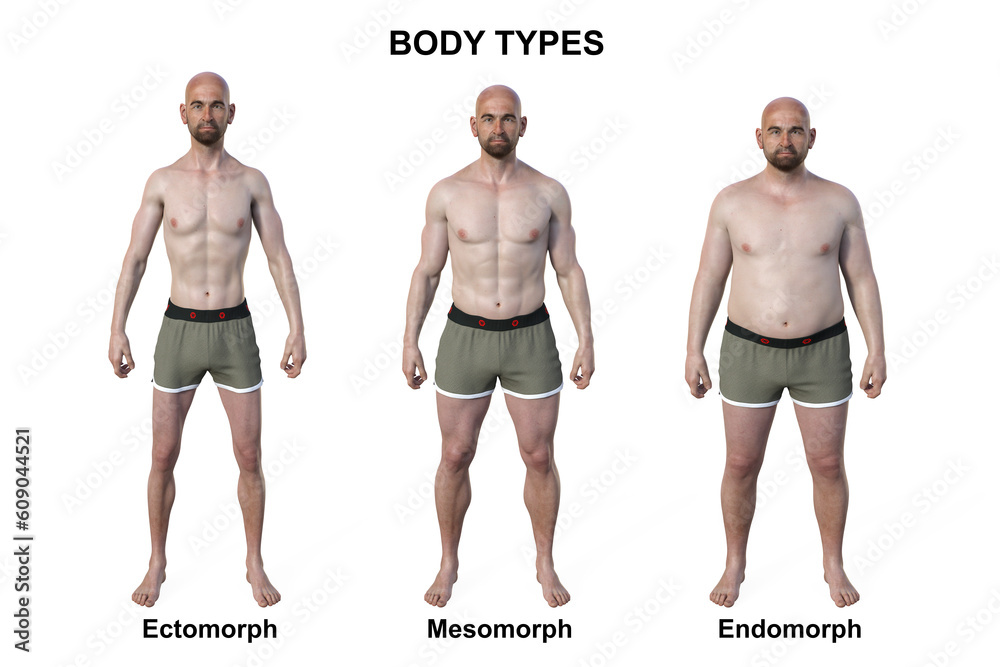A 3d illustration of a male body showcasing three different body types
