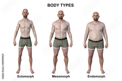 A 3D illustration of a male body showcasing three different body types - ectomorph, mesomorph, and endomorph photo