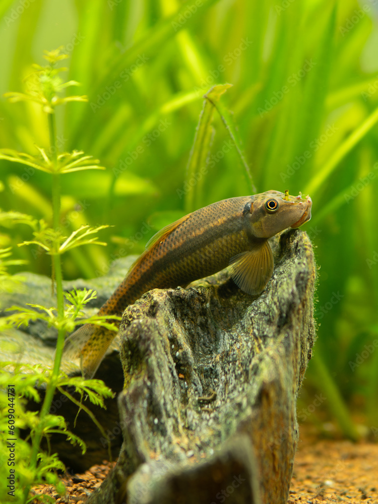 selective focus of a Chinese Algae Eater (Gyrinocheilus aymonieri) in fish tank with blurred background selective focus of a Chinese Algae Eater (Gyrinocheilus aymonieri) in fish tank with blurred background