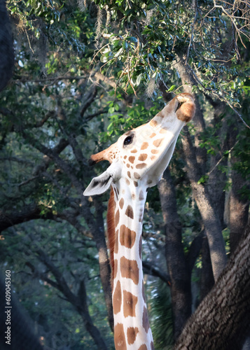 Photography giraffes eating from tree