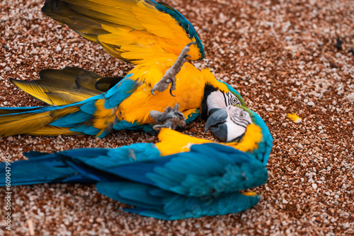 Ara parrots fighting
