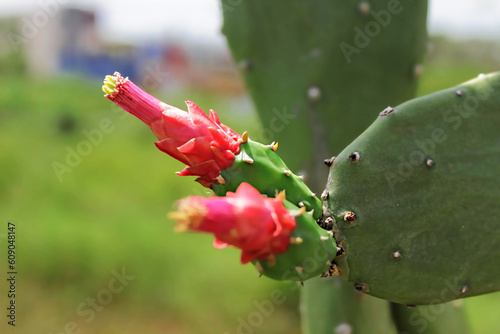 Macro Shot of Cochineal Nopal Cactus or Opuntia Nuda Flower (Nopalea Cochenillifera) photo