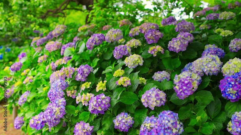 summer flowers in green beautiful garden. Blooming sunny spring background. Floral park in Japan, hydrangea flowers in bloom in Asia summer flowers in green beautiful garden. Blooming sunny spring background. Floral park in Japan, hydrangea flowers in bloom in Asia