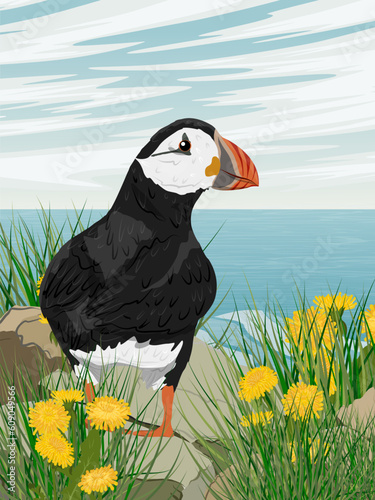 Atlantic puffin sits on a rocky ocean shore in thickets of grass and yellow flowers. Scandinavian bird Fratercula arctica or common puffin. Realistic vector vertical landscape
