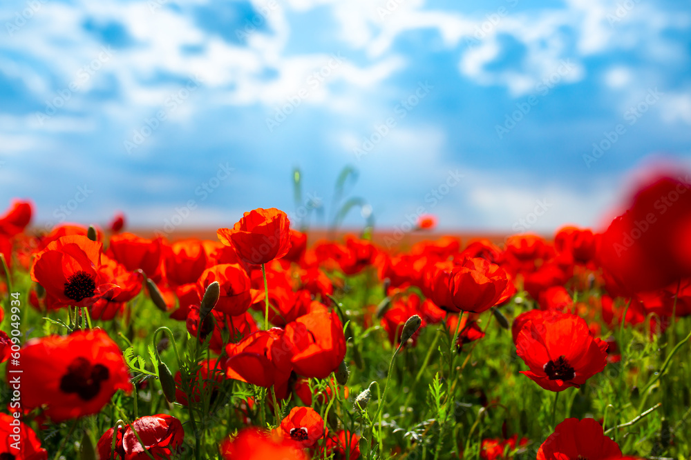 Obraz premium Spring, Field of poppy flowers against the blue sky with clouds. The concept of freshness of morning nature. Spring landscape of wildflowers. Beautiful landscape long banner.