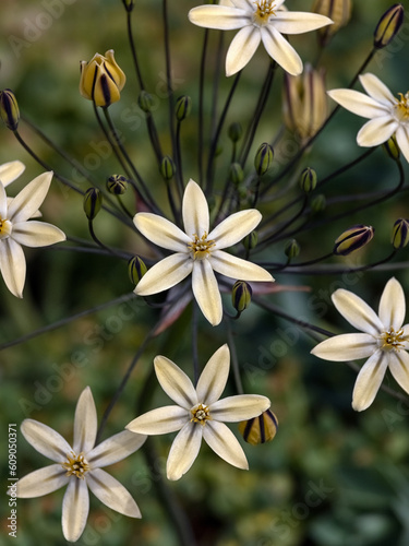 Closeup of flowers of Triteleia ixioides 'Starlight' in a garden in early summer photo