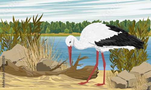 White stork looking for food on the sandy river bank. water birds. Realistic summer landscape