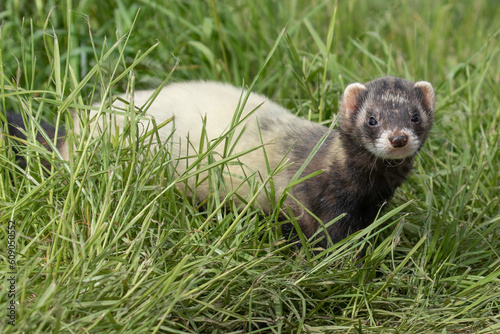 ferret in  the grass