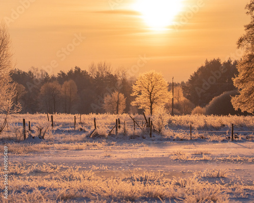 Natura ożywiona z drzewami i niebem w mroźny zimowy dzień