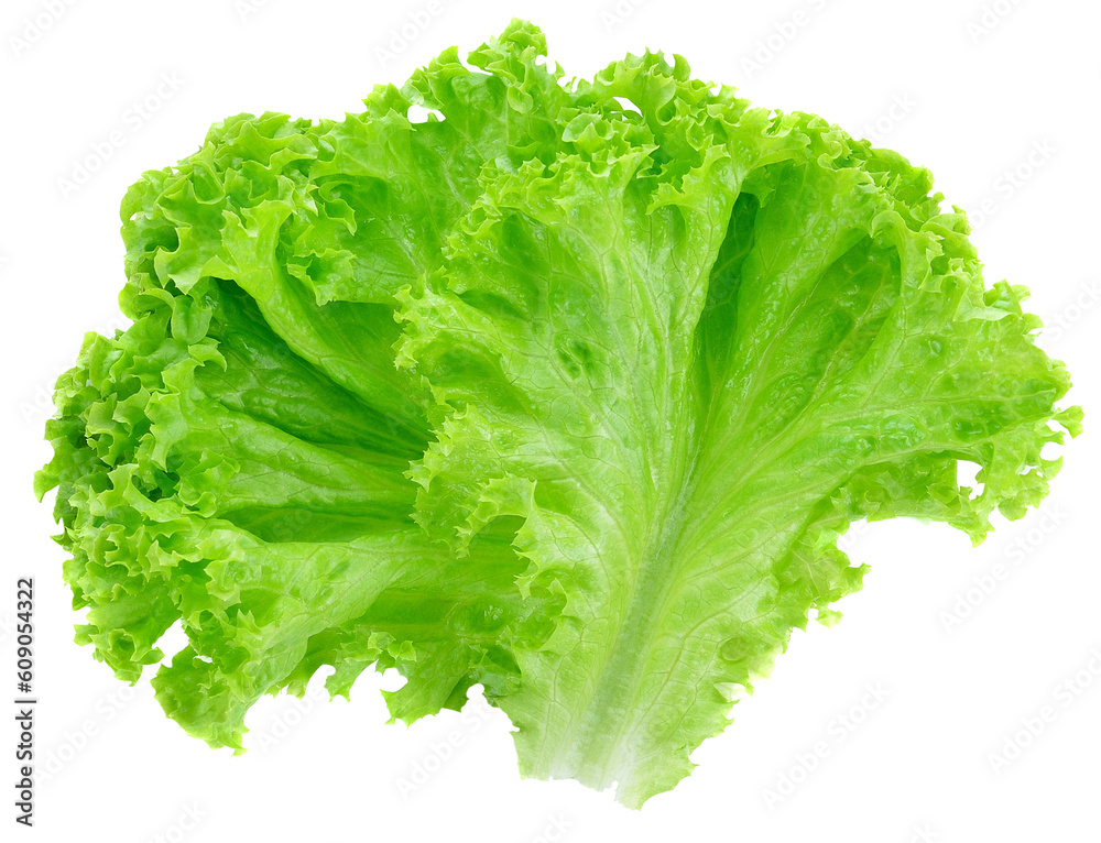 Salad leaf. Lettuce transparent png. Salad leaf. Lettuce transparent png.