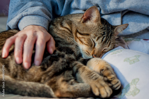 Tabby cat lying on lap receiving affection © Lis Faino