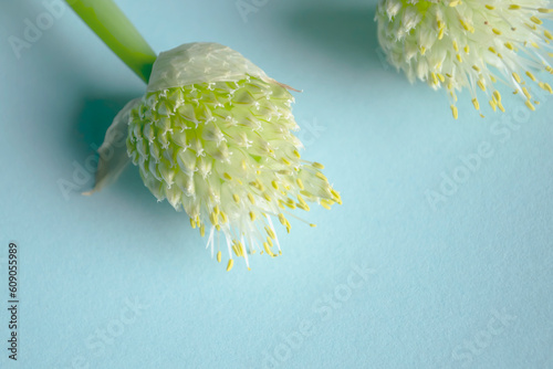 Blooming allium on a blue background. Seed pod leek in inflorescence. On a blue background, two arrows of a bow with inflorescences. photo