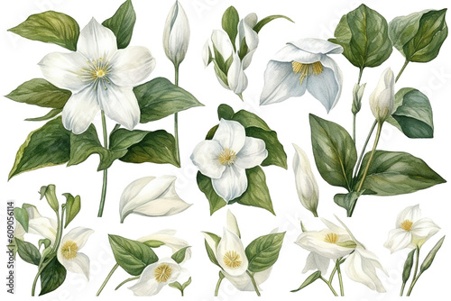 White Trillium Watercolor Clip Art, Generative AI photo