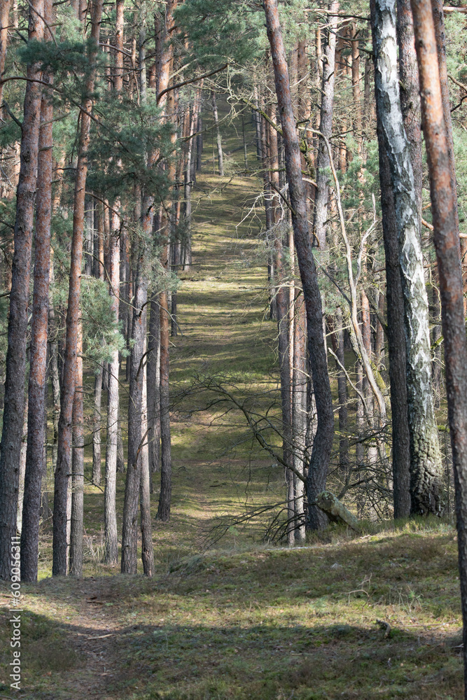 Fototapeta premium pejzaż z naturą ożywioną
