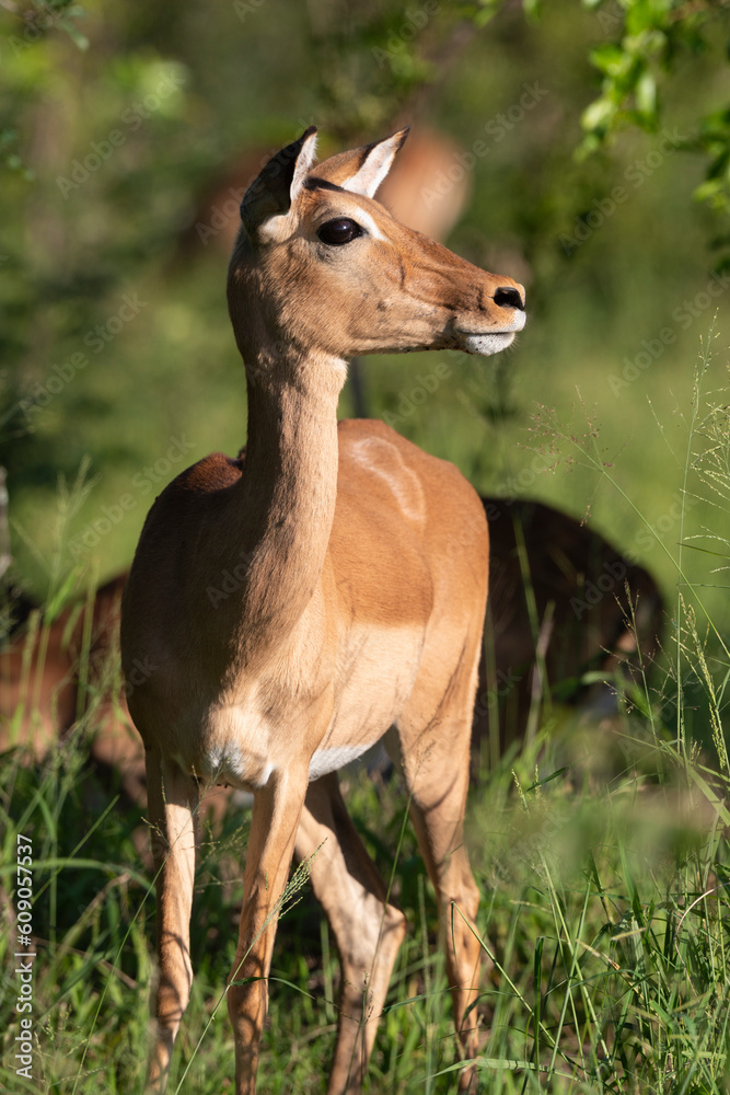 Impala,  Aepyceros melampus