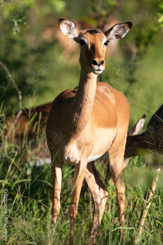 Impala, Aepyceros melampus