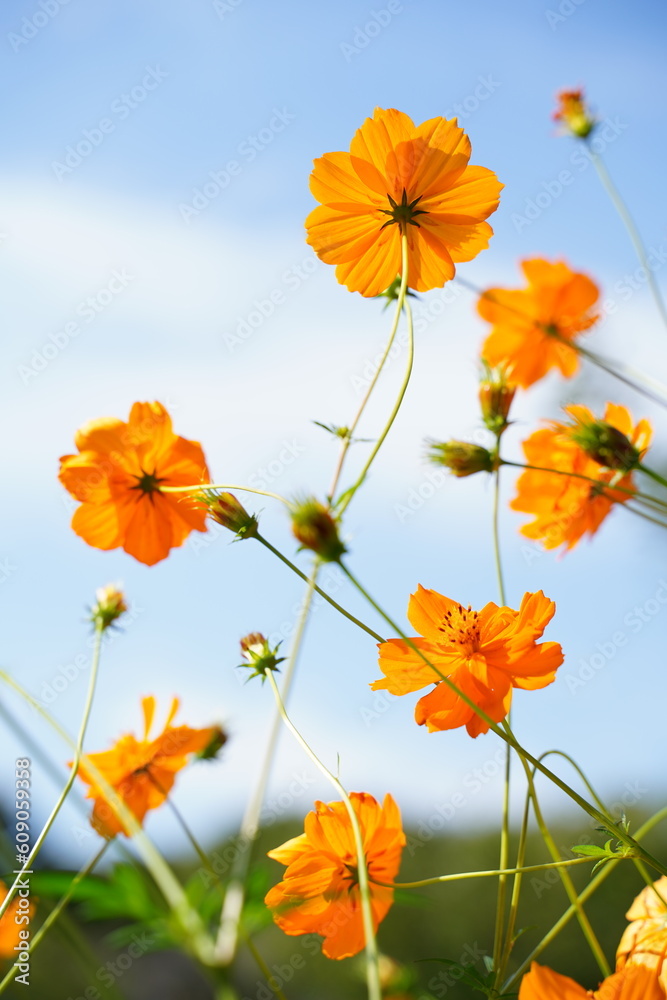 Obraz premium キバナコスモス、黄花コスモス、Cosmos、sulphureus、花、黄色、コスモス、日本、東京、庭園、公園、野外、空、植物、10月、秋、木、葉、緑、青空、