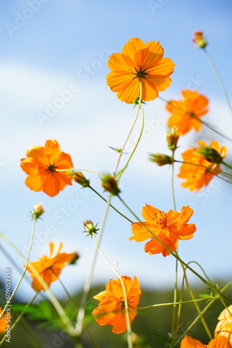 キバナコスモス、黄花コスモス、Cosmos、sulphureus、花、黄色、コスモス、日本、東京、庭園、公園、野外、空、植物、10月、秋、木、葉、緑、青空、