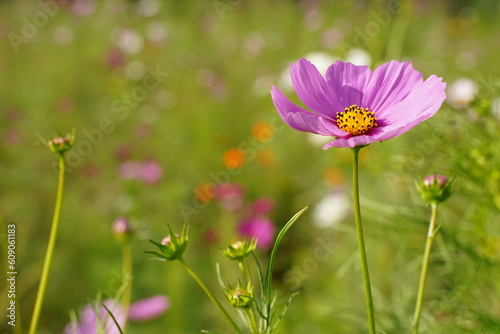 コスモス、Cosmos、花、ピンク、白、背景、秋桜、コスモス、日本、東京、庭園、公園、野外、空、植物、10月、秋、木、葉、緑、青空、虫、蜂、ハチ、蝶、 © dokosola