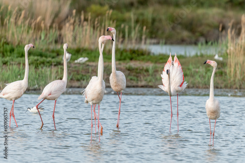 Greater Flamingos in courtship  Phoenicopterus roseus  in a swamp in spring.