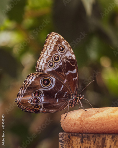large butterfly with eye pattern on wings 