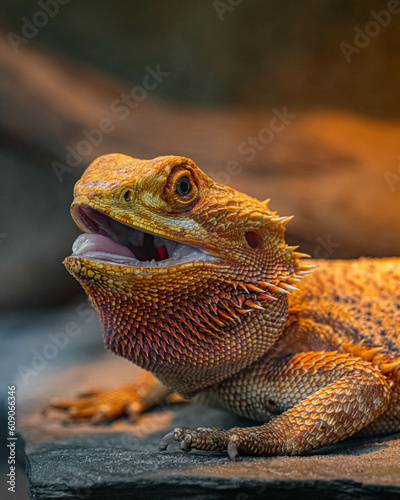 orange bearded dragon lizard closeup - lizard with open mouth