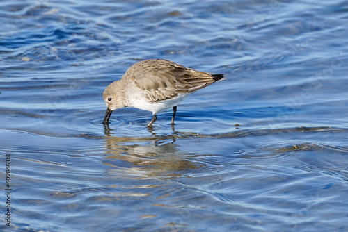 Sandpiper on Napatree beach RI USA photo
