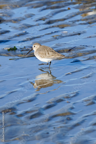 Sandpiper on Napatree beach RI USA photo