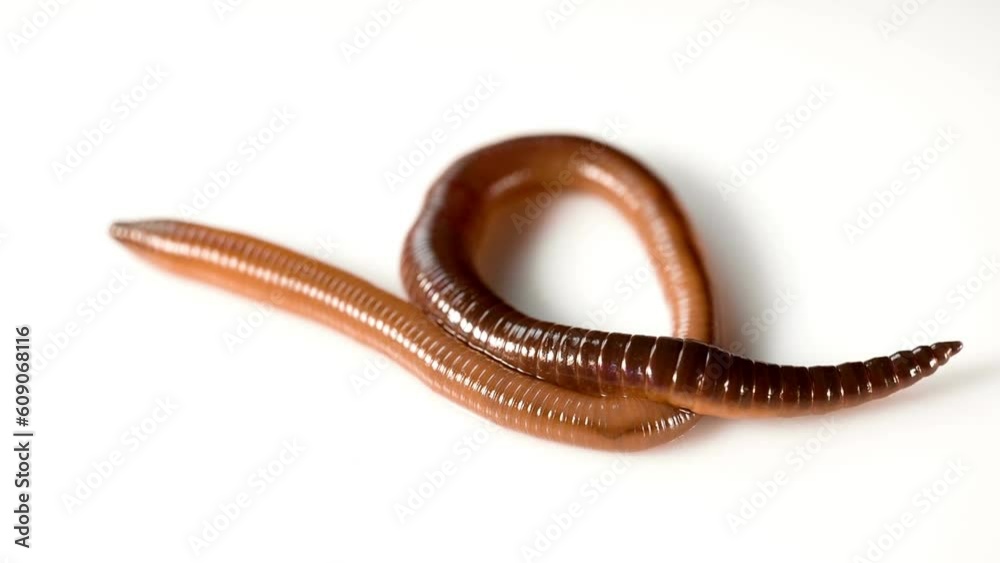 Subterranean Wonders: Earthworm on White Background in 4K - A Fascinating Close-Up of Nature's Soil Engineer Subterranean Wonders: Earthworm on White Background in 4K - A Fascinating Close-Up of Nature's Soil Engineer