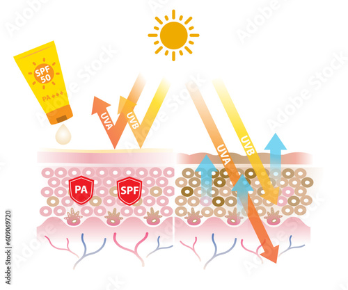 Sunscreen with PA and SPF block UVA and UVB rays vector on white background. Comparison of skin layer with sunscreen and without sunscreen. Skin care and beauty concept illustration.