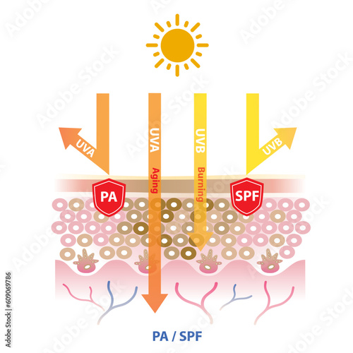 UVA and UVB rays penetrate into the skin, PA block UVA rays and SPF block UVB ray vector on white background. Protection grade of UVA, sun protection factor. Skin care and beauty concept illustration.