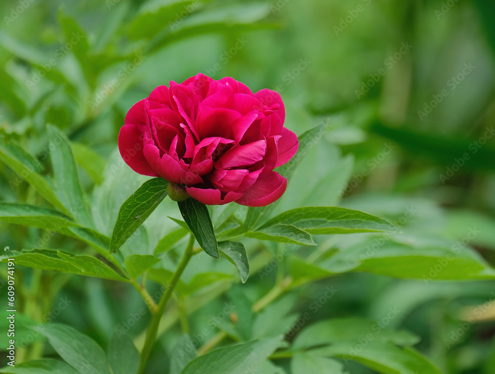 Red peony in the summer garden
