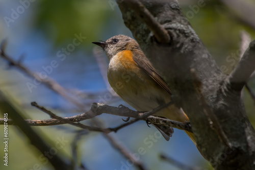 Immature american redstart male on tree branch.