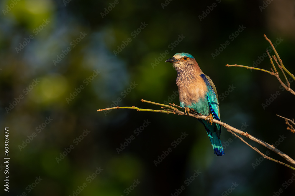 Fototapeta premium Indian roller on thin branch watching camera